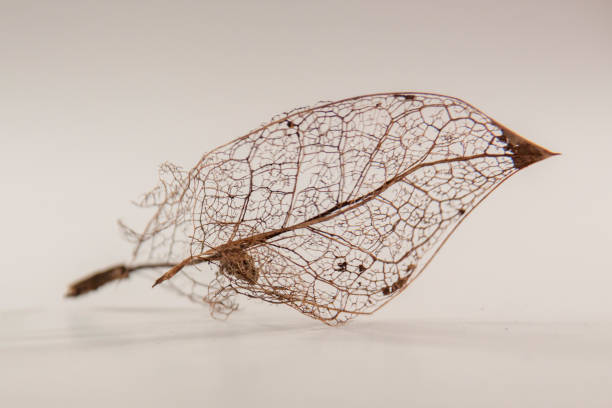 istock Golden dry leaf on white background. 1310035851