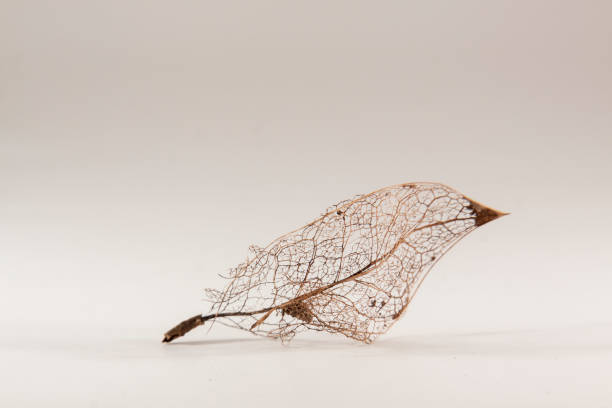 istock Golden dry leaf on white background. 1310035860
