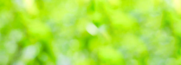 istock long banner format is out of focus blurry abstract bokeh of greenery and sunlight 1310036382
