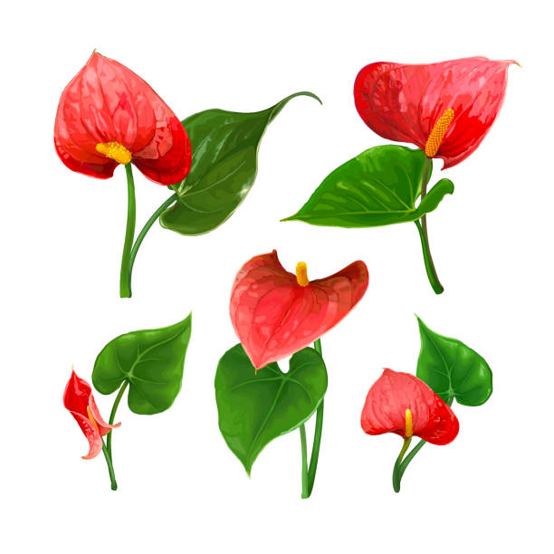 A set of different Anthurium flowers with leaves isolated on a white background A set of different Anthurium flowers with leaves isolated on a white background. Bright red buds. Vector botanical illustration. Exotic tropical elements for design wedding invitations, cards anthurium stock illustrations
