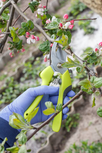 istock Farmer with a pruner shears the tips of an apple tree. 1310038587