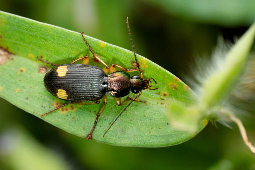 Dorsal of Ground beetle, Chlaenius bonelli, Satara, Maharashtra, India