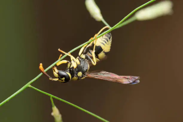 Photo of Jacket potter wasp, Delta unguiculatum, Satara, Maharashtra, India