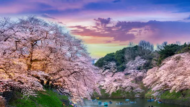 Photo of Cherry blossoms at Chidorigafuchi park in Tokyo, Japan.