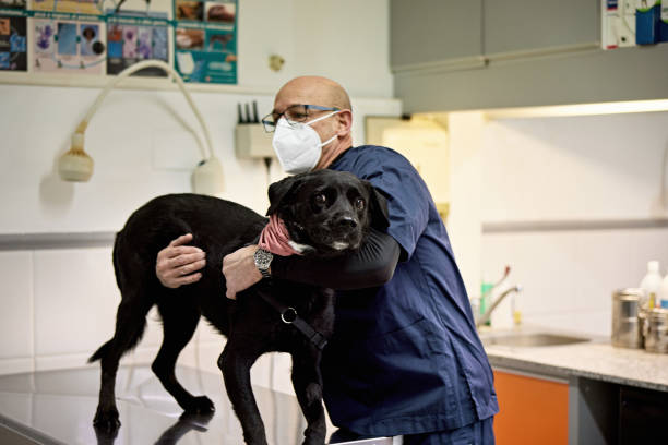 Male Veterinarian Managing Black Labrador on Exam Table