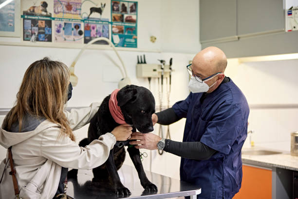 istock Black Labrador Sitting on Examination Table in Animal Clinic 1310040324