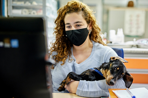 Waist-up front view of young woman in casual clothing wearing black protective face mask and holding relaxed dachshund while working at front desk.