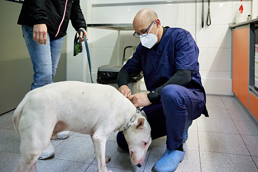 Owner and submissive dog waiting as mature male doctor in scrubs, protective face mask, and eyeglasses secures his leash in animal hospital.