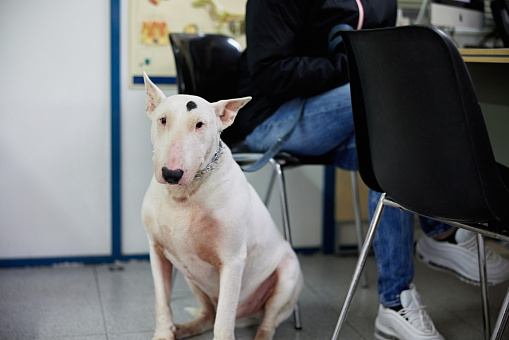 Front view of patient dog looking at camera while waiting for owner to get health report from doctor in animal hospital.