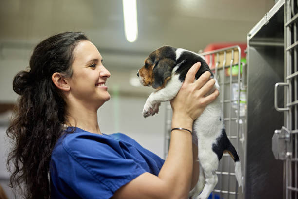 istock Cheerful Veterinary Assistant Caring for Beagle Mix Puppy 1310040382