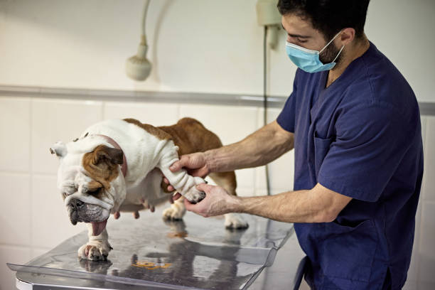 male veterinarian examining bulldog in animal hospital - animal leg imagens e fotografias de stock
