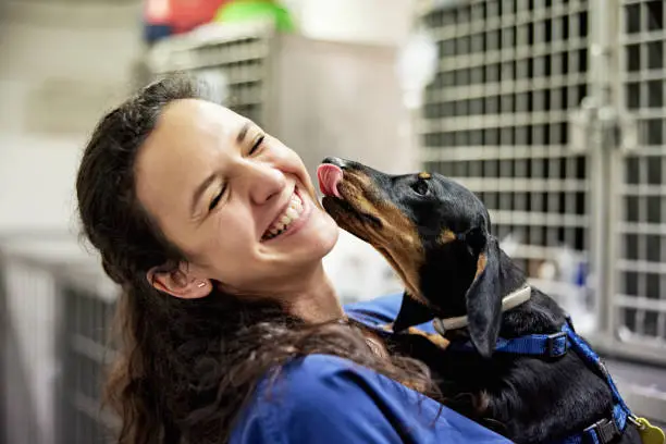 Close-up of mid 20s Caucasian woman in scrubs holding black and tan dog and laughing as it tries to lick her face.