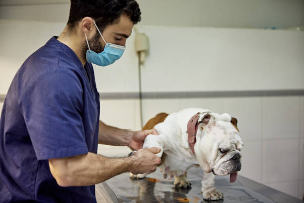 istock Young Male Veterinarian Examining Bulldog 1310040395