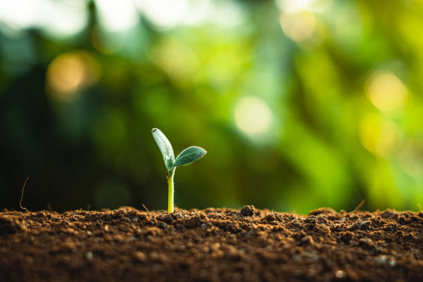 istock Young trees are growing on the soil in nature. 1310041995