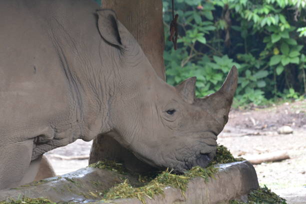 istock The white rhinoceros, Ceratotherium simum 1310042233