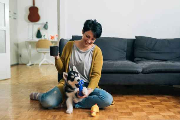 istock woman playing with husky puppy at home 1310043122