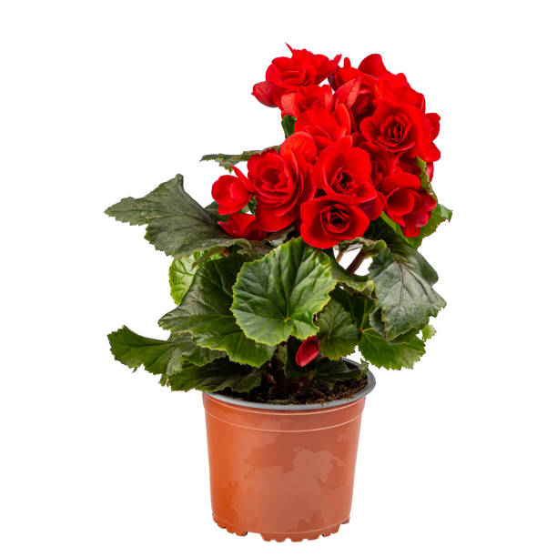 istock Begonia with spectacularly red bright flowers 1310043355