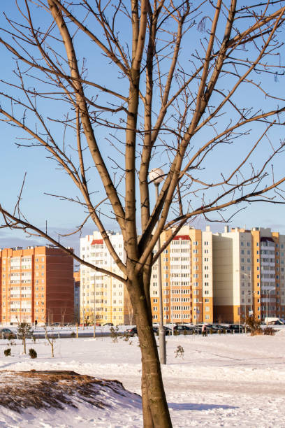 istock Bare tree on background of houses and snow 1310043435