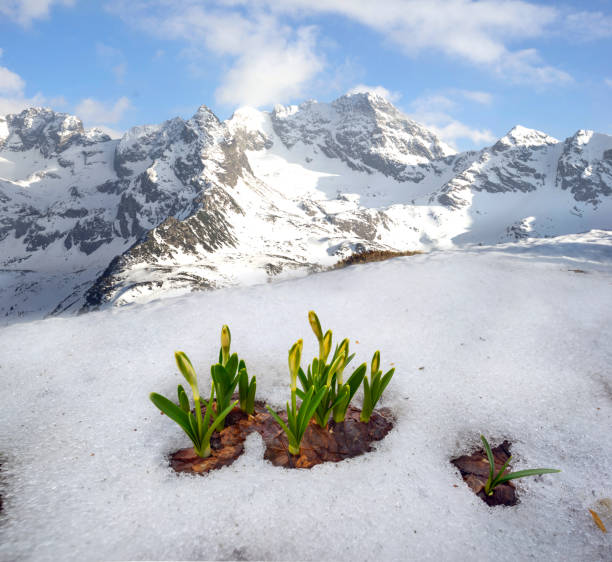 Alpine meadow full of crocus flowers.