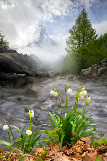 New life in spring in the mountains of the Alps, Carpathians and Tatras with beautiful snowdrops against the backdrop of snowy peaks and lakes. The wild, uninhabited nature is beautiful.