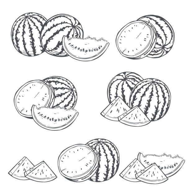 ilustraciones, imágenes clip art, dibujos animados e iconos de stock de sandía. ilustración vectorial. - watermelon
