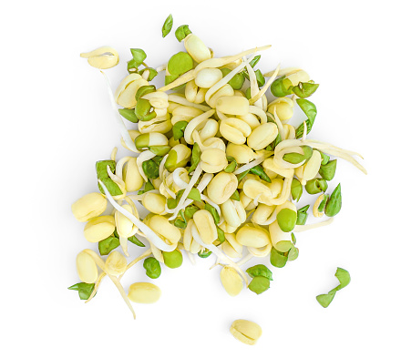Bean Sprouts on isolated on a White Background. Soy  Sprouts  Macro. Top view. Flat lay.\