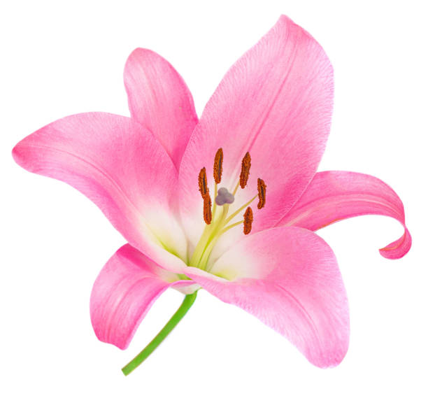 istock Pink Lily flower isolated on white background. Beautiful tender Lilly