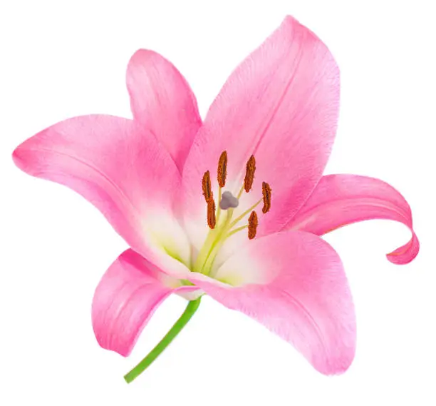 Photo of Pink Lily flower isolated on white background. Beautiful tender Lilly