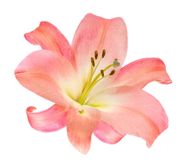 istock Pink Lily flower isolated on white background. Beautiful tender Lilly