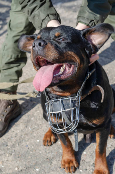 istock Rottweiler with muzzle and man in military uniform outside. 1310047961
