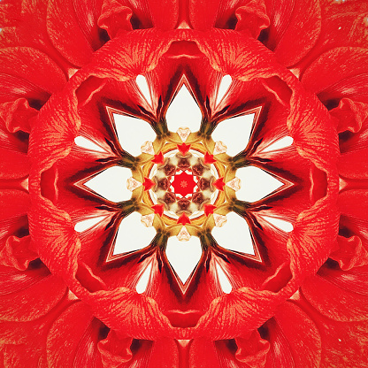 Square kaleidoscope of an abstract flower pattern.
