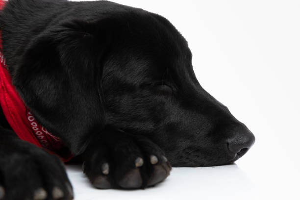 close up on a labrador retriever dog sleeping and minding his own business, wearing a red bandana