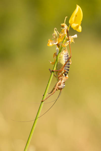 istock male epiphyte or large grasshopper 1310048991