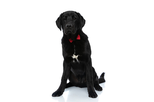 beautiful labrador retriever dog wearing a red bowtie and sitting against white background