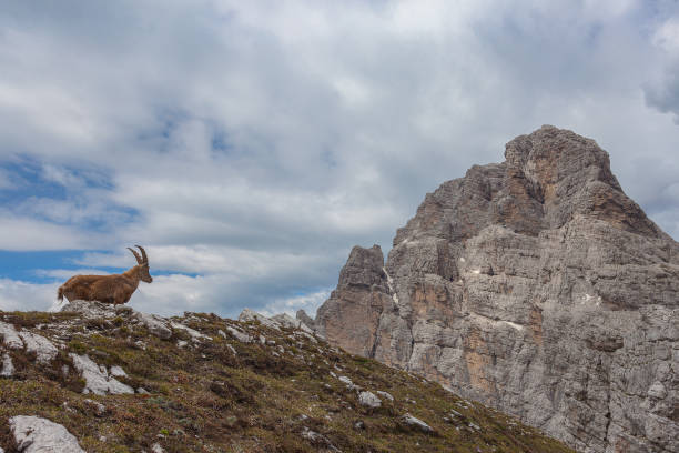 istock Ibex over a rock with awesome dolomite Mount Duranno background 1310049042