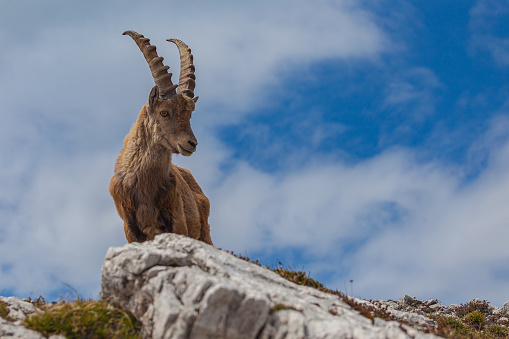 Young ibex over a rock with his head slightly turned against the sky, Dolomites, Italy. High mountain wild animal life