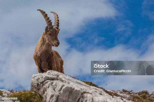 Young Ibex Over A Rock With His Head Slightly Turned Against The Sky Dolomites Stock Photo - Download Image Now