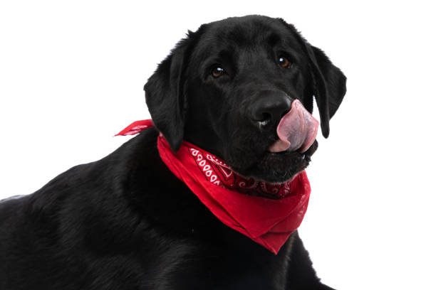 adorable labrador retriever dog licking his mouth and wearing a red bandana against white background