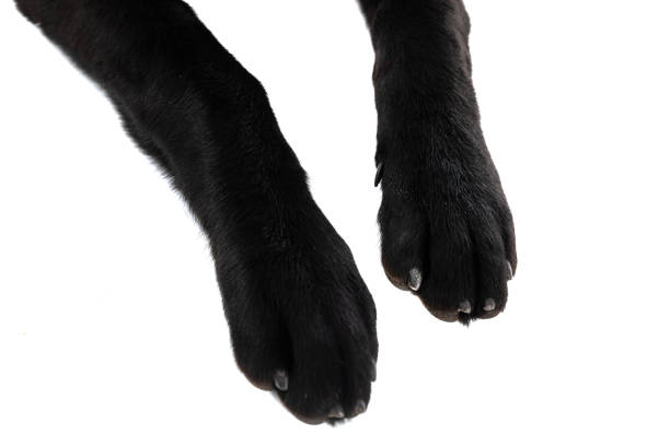 close up on two black paws of an labrador retriever dog against white background