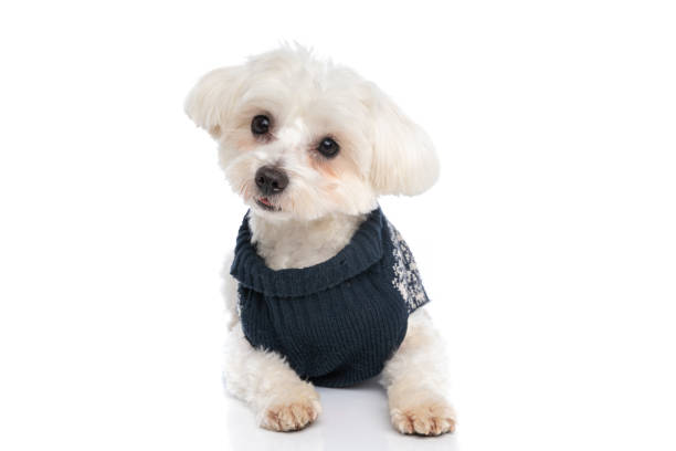 istock cute bichon dog wearing a winter cloth 1310050882