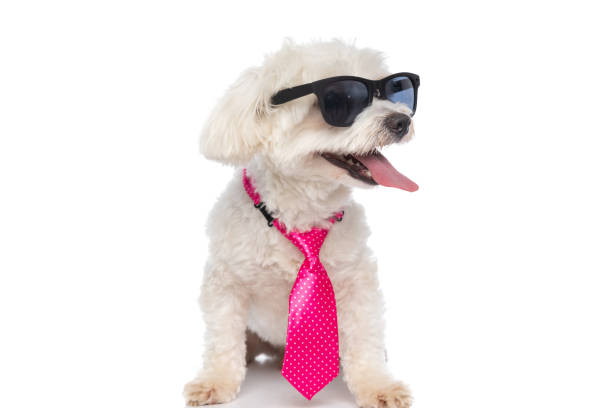 istock cool little bichon dog sticking out tongue 1310050972