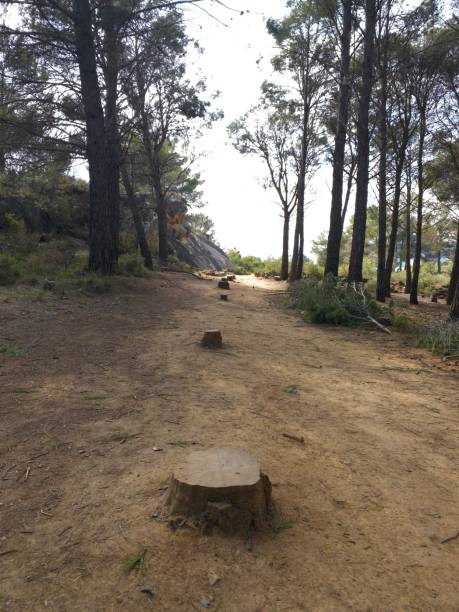 istock row of felled trees 1310051014