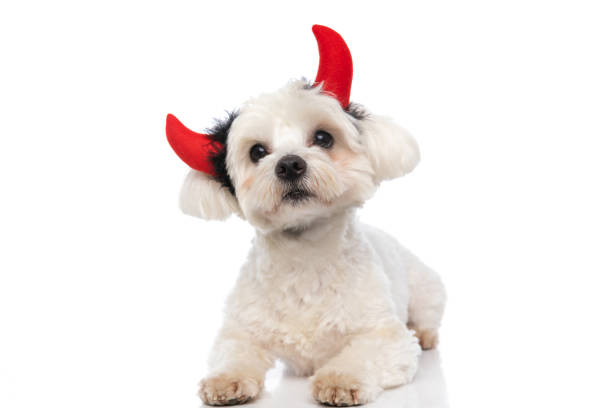 small bichon dog wearing devil horns, laying down small bichon dog wearing devil horns, laying down and looking away on white background devil costume stock pictures, royalty-free photos & images
