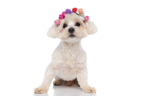 istock seated beautiful bichon dog wearing flowers 1310051152