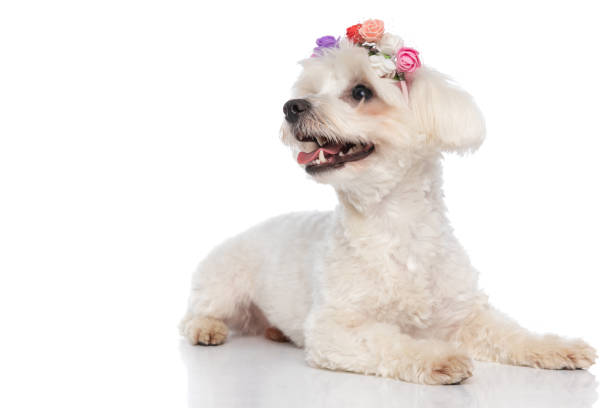 istock beautiful bichon dog wearing flowers, lying down 1310051164