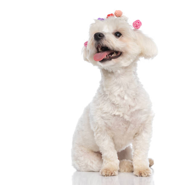 istock cute bichon dog with flowers on his head 1310051194