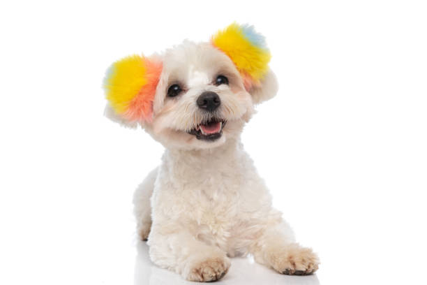 istock beautiful bichon dog wearing fluffy balls and feeling happy 1310051213