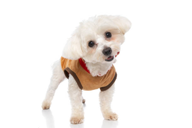 istock sweet bichon dog standing on white background 1310051282