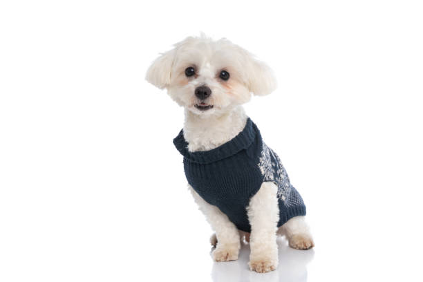 istock seated beautiful bichon dog wearing a winter cloth 1310051321