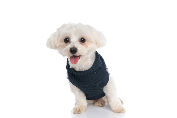 istock little bichon dog feeling happy, wearing a winter cloth 1310051331